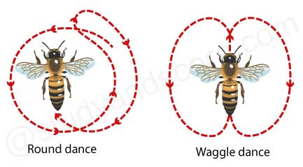 bee dance, round dance, waggle dance, honey bee
